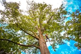 How Our Tree Care Process Works  in  Kahaluu, HI