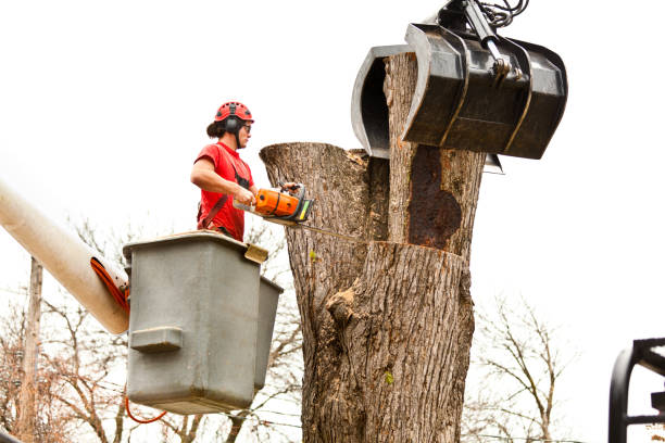 Reliable Kahaluu, HI Tree Care Solutions
